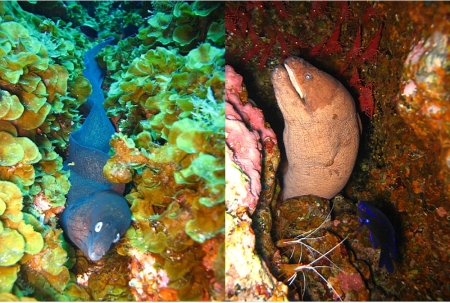 Arrecifal La Restinga,El Hierro,Kanarische Inseln,Spanien