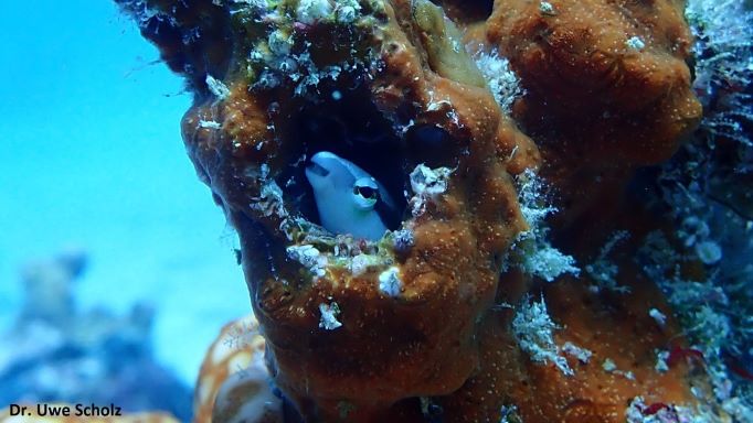 Goby ?, Octopus Diving, Praslin, Seychellen