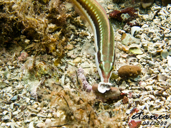 Hausbucht Scuba Valdaliso, Rovinj, Rovinj,Kroatien