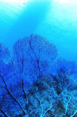 Oceanpro,Lahami Bay,Marsa Alam und südlich,Ägypten