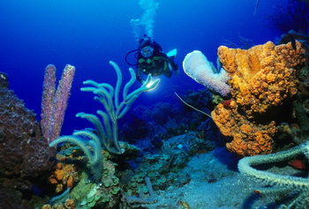 Korallenpracht vor Saba, Saba Tourism - Cees Timmers