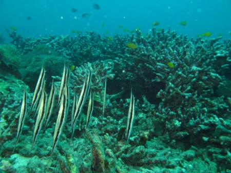 Merlin Divers (Kamala Diving Center),Kamala,Phuket,Andamanensee,Thailand