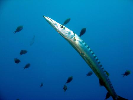 Dive & Fun,Cala D´Or,Mallorca,Balearen,Spanien