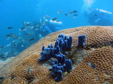 Calypso Diving,Koh Samui,Golf von Thailand,Thailand