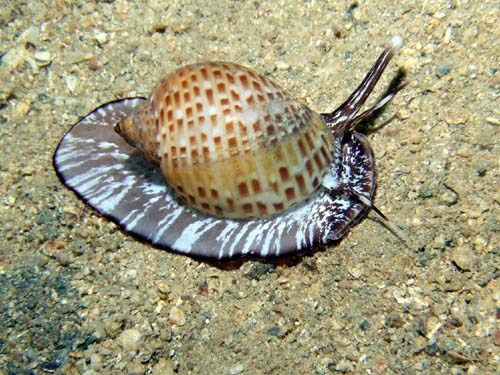 Safaga - Menaville Hausriff, Safaga - allgemein,Ägypten