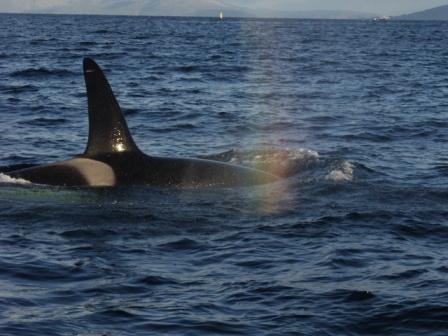 ORCA - Norway,Norwegen