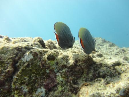 Dream Team Divers,Ya Nui,Phuket,Andamanensee,Thailand