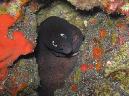 Buceo-Sub La Palma,Kanarische Inseln,Spanien