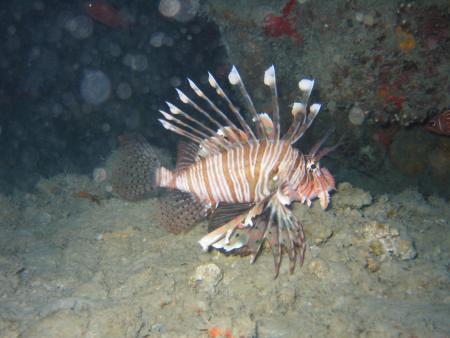 Sea-Urchin,Flic en Flac,Mauritius