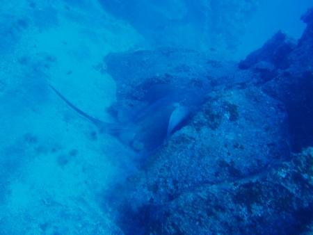 Buceo-Sub La Palma,Kanarische Inseln,Spanien