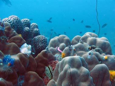 Calypso Diving,Koh Samui,Golf von Thailand,Thailand