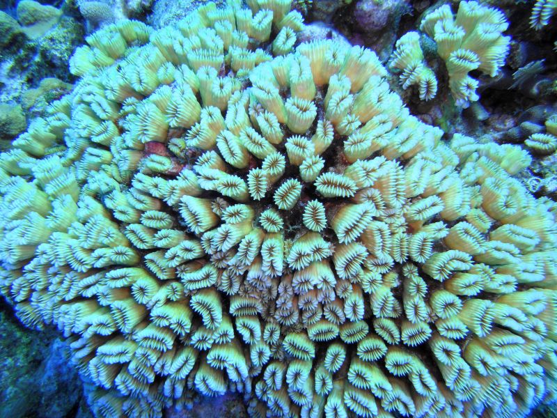 Unterwasserlandschaft und Korallen, Jardines de la Reina,Kuba