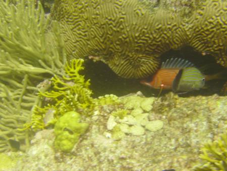 Scuba Pelicano,Isla Margarita,Juan Griego / Venezuela,Venezuela