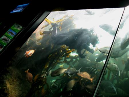 Kapstadt,Two Oceans Aquarium,Südafrika