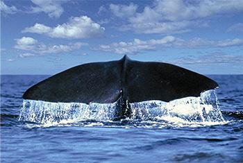 Mielke Diavortrag - Azoren - Walfluke