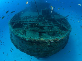 Wrack Porpoise, St.Martin