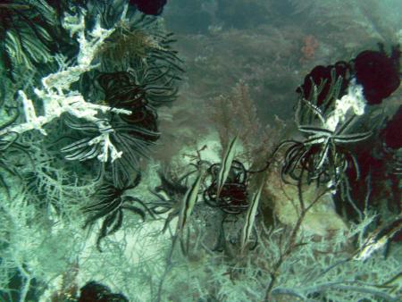 Alad Marine Sanctuary,Romblon,Philippinen