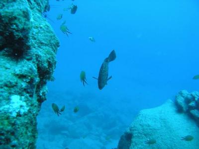 Deep Blue Diving,Caleta de Fuste,Fuerteventura,Kanarische Inseln,Spanien