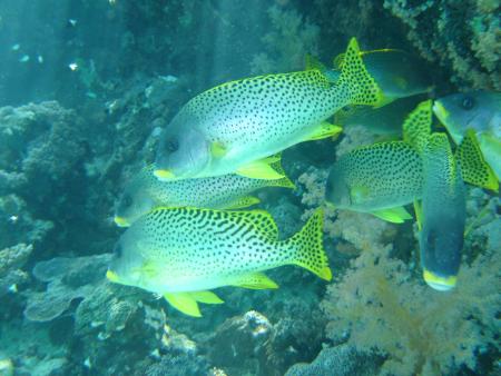 Hausriff Lahami Bay im Flachwasserbereich,Ägypten