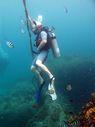 Calypso Diving,Koh Samui,Golf von Thailand,Thailand