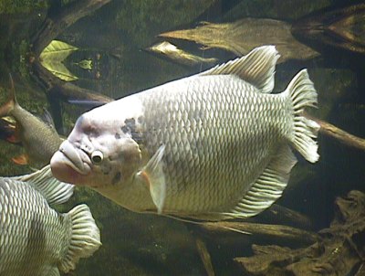 Aquazoo Düsseldorf, Aquazoo Düsseldorf,Nordrhein-Westfalen,Deutschland