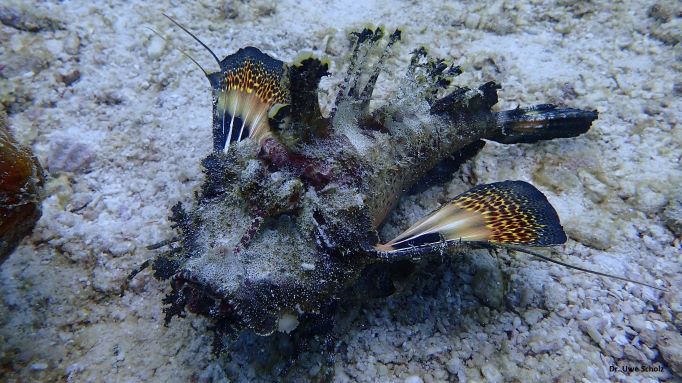 Searobin, Octopus Diving, Praslin, Seychellen