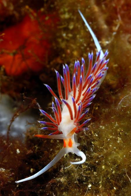 S/C Sea Anemone,Clownfish Diving,Frankreich