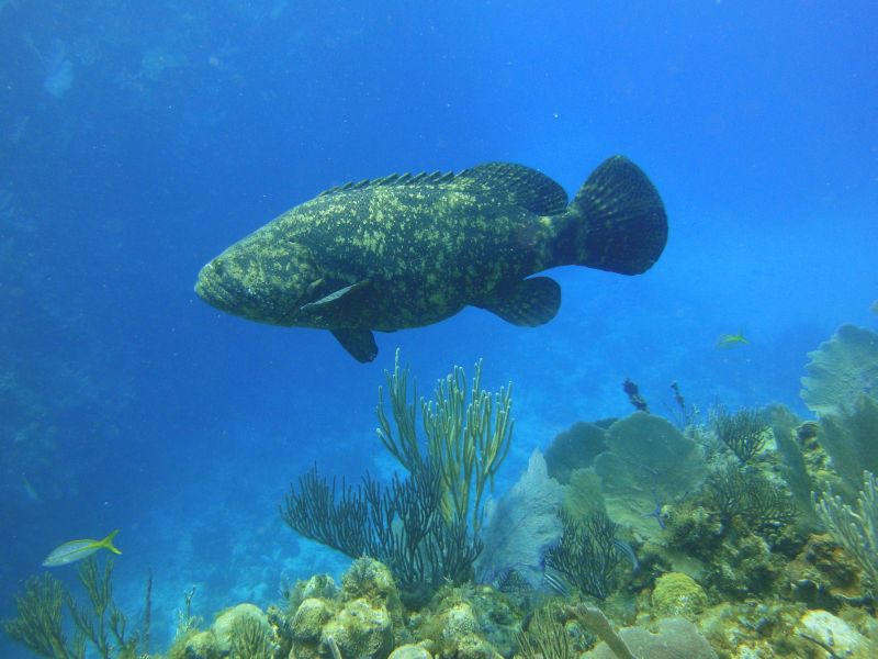 Große Unterwasserbewohner / ohne Haie, Jardines de la Reina,Kuba