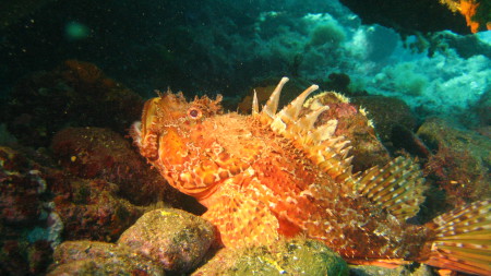 Roses SUB Barakuda Dive Team,Roses,Festland,Spanien