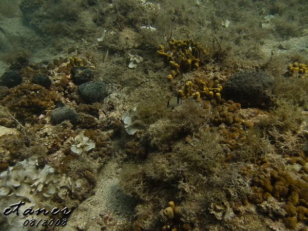 Hausbucht Scuba Valdaliso, Rovinj, Rovinj,Kroatien