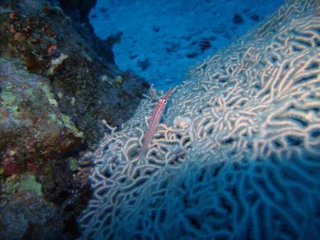Beachsafari Diving Camp Marsa Alam,Marsa Alam und südlich,Ägypten