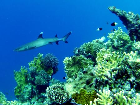 Beachsafari Diving Camp Marsa Alam,Marsa Alam und südlich,Ägypten