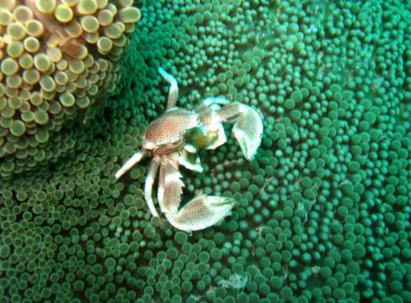 Sipaway Divers,Philippinen