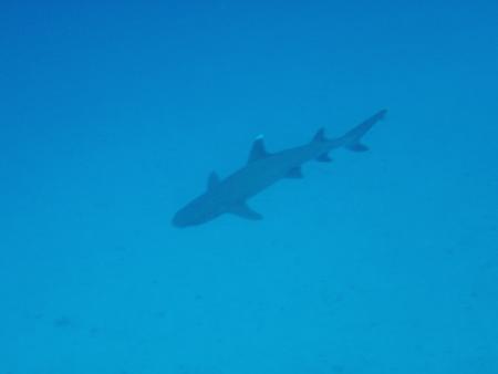 Beachsafari Diving Camp Marsa Alam,Marsa Alam und südlich,Ägypten