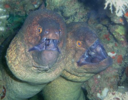 Ocean Dream Divers,Beau Vallon,Mahé,Seychellen