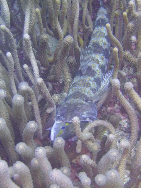 Scuba Pelicano,Isla Margarita,Juan Griego / Venezuela,Venezuela