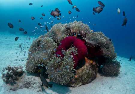 Extra Divers,Brayka Bay,Marsa Alam,Marsa Alam und südlich,Ägypten