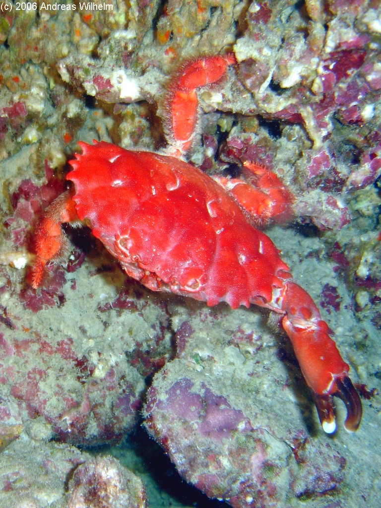 Koh Tachai Bay (Nacht), Koh Tachai,Thailand