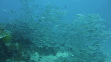 Blue Planet Diving Center,Alona Beach,Panglao,Bohol,Philippinen