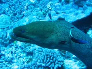 Moorea, Moorea und Fakarava,Französisch-Polynesien