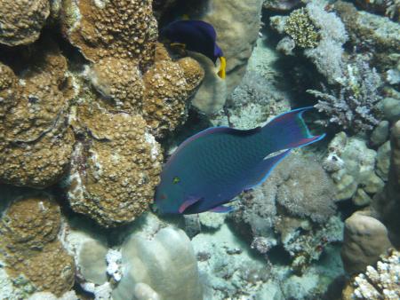 diving.DE el Flamenco,El Quseir bis Port Ghalib,Ägypten