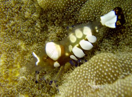 Beachsafari Diving Camp Marsa Alam,Marsa Alam und südlich,Ägypten
