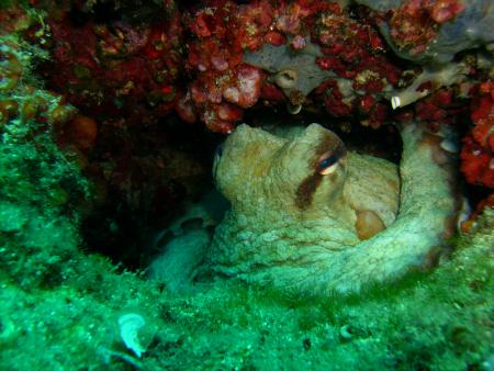 Dive & Fun,Cala D´Or,Mallorca,Balearen,Spanien