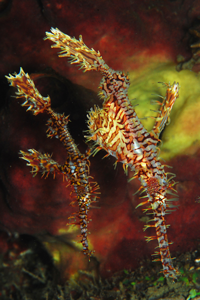 Lembeh strait, Lembeh Strait,Nord Sulawesi,Indonesien
