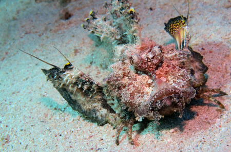Beachsafari Diving Camp Marsa Alam,Marsa Alam und südlich,Ägypten