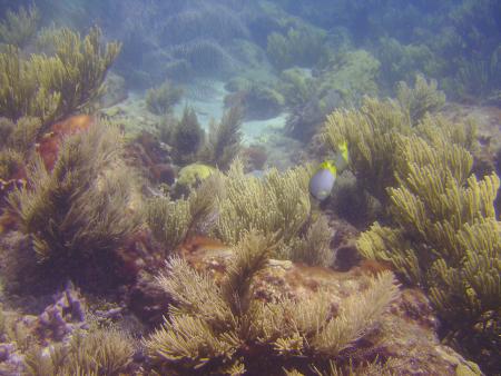 Scuba Pelicano,Isla Margarita,Juan Griego / Venezuela,Venezuela