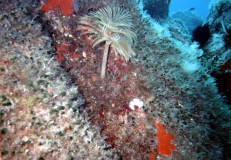 Nautilus Diving Center,Palau (Sardinien),Sardinien,Italien