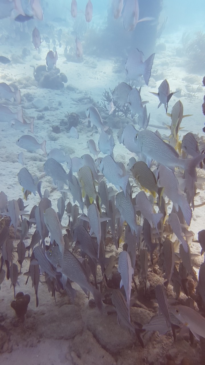 Fischschwarm, Tropical Divers Bonaire, Niederländische Antillen, Bonaire