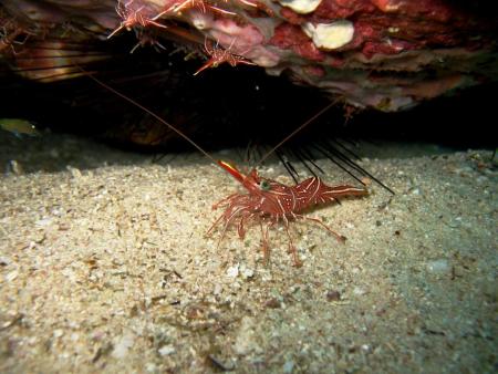 Calypso Diving,Koh Samui,Golf von Thailand,Thailand