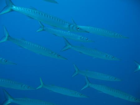 R.C. Diving,Puerto del Carmen,Lanzarote,Kanarische Inseln,Spanien